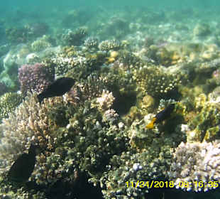 Schnorcheln Marsa Alam