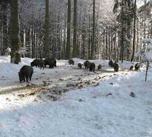 Nationalpark Bayrischer Wald