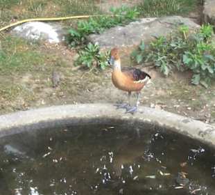 Vogelfreifluggelände