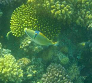 Sogar einen Harlekin Drückerfisch kann man hier sehen 
