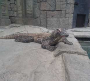 Im Mandala Bay Shark Aquarium