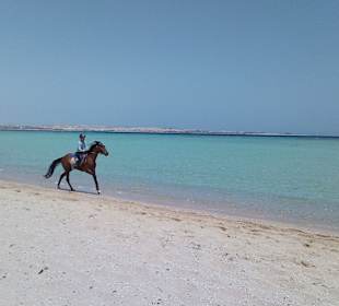 Strandreiten bei Sahl Hasheesh