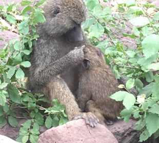 Affen in Manyara 