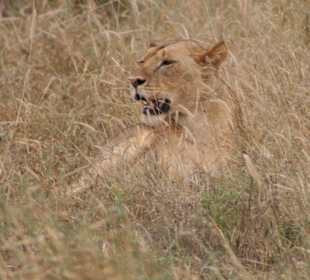 Eindrücke im Tsavo Ost; Löwe bei Siesta