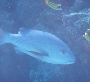 Hoteleigene Riff direkt am Strand