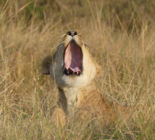 Schon wieder müde..