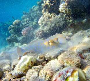 Schnorcheln Dahab