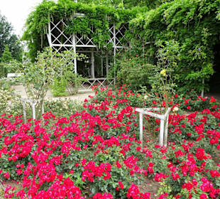 Rundgang durch den Rosengarten