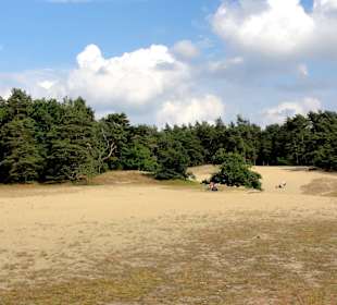 Die Verdener Dünen im Stadtwald