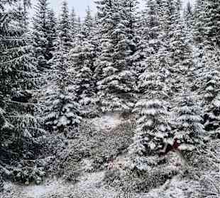 Wandern Bad Wildbad