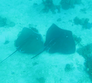 Weitere Bewohner des Roten Meeres