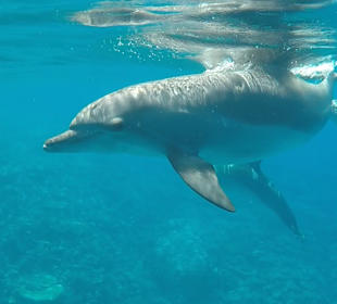Delfin Tour Hurghada