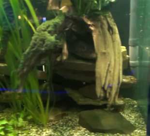 Niedersächsisches Landesmuseum