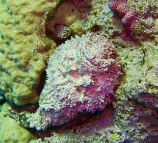 Schnorcheln Sahl Hasheesh