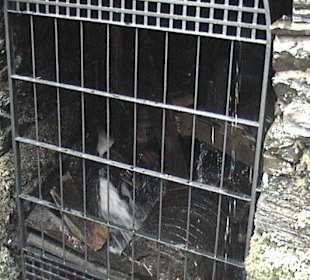 Mecanismo de la Herreria de Compludo 