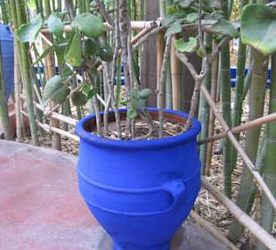 Jardin Majorelle