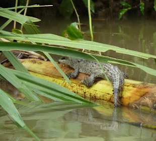 Alligator am Tortuguero Kanal