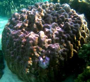 Schnorcheln Koh Lipe