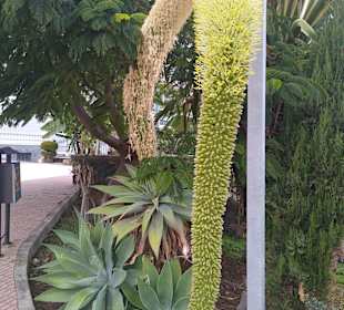 Wandern Puerto de la Cruz