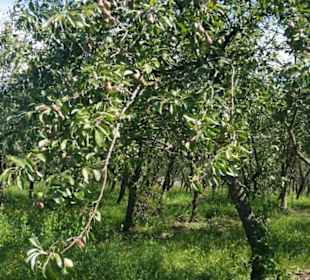 Birnenbäume bei der Gölles Schnapsbrennerei