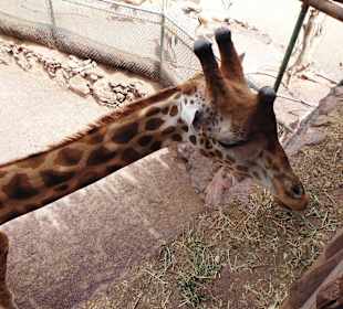 Oasispark - Giraffe - Juli 2015