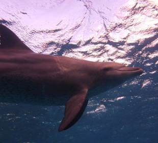 Delfin Träume...