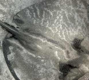 Leopardenstechrochen