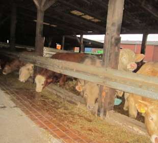 Bauernhof bei der Wallfahrtskirche Waghäusel