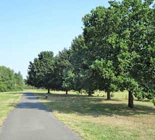 Tour durch den sommerlichen Park Links der Weser
