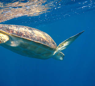 Schildkröte zum Greifen nah