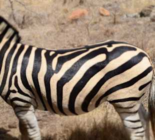 Zebra hautnah