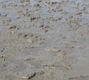 Bei einer Wattwanderung im Cuxhavener Wattenmeer