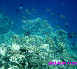 Unterwasser mit 100 Fischen