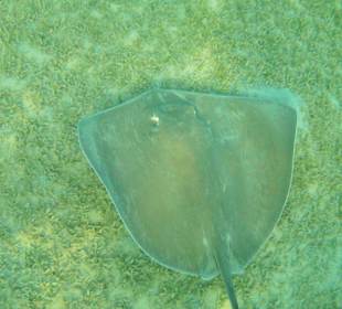 Schnorcheln am Hausriff