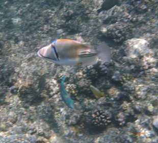 Poissons