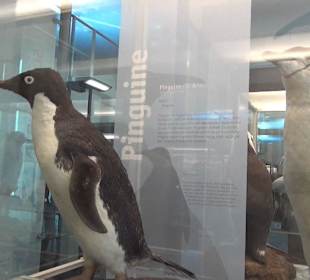 Vögel