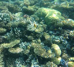 Hausriff - iPhone 5 im DiCAPac Plastik Case