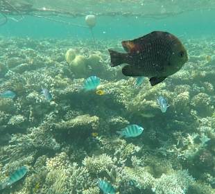 Schnorcheln Makadi Bay