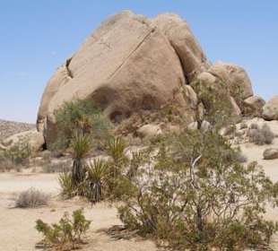Joshua Tree Nationalpark