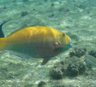 Hotel Sea Life Resort