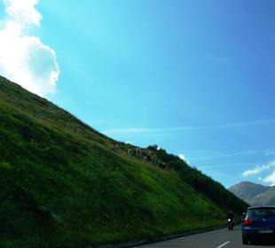 Kühe sind auch oft auf der Fahrbahn