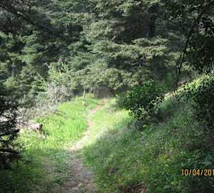 Wanderweg & Holzbrücke