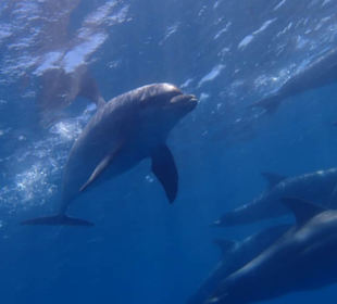 Delfine