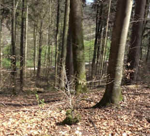 Waldkulturerbe Neuweiler Viehweide