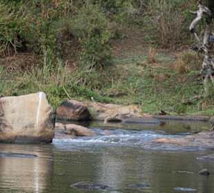 Krüger Park, Leopard