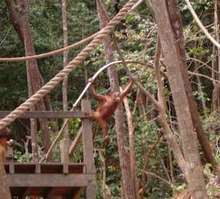 Orang Utan Resort