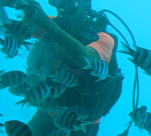 Schnorcheln Makadi Bay