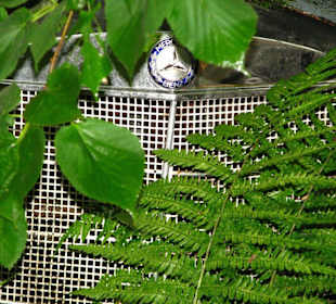Oldtimer auf Historischem Autofriedhof in Kaufdorf