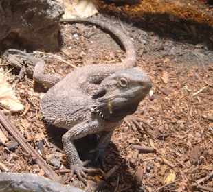 Terrarien