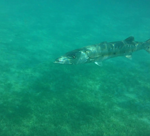 Barrakuda auf der Seegraswiese